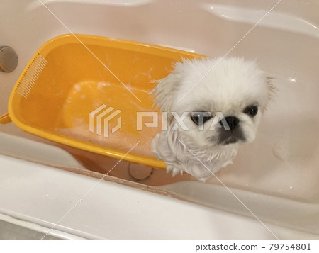Pekingese taking a bath Pekingese taking a bath 79754801