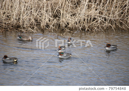 Flock of Cogamo Flock of Cogamo 79754848
