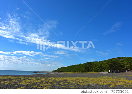 靜岡縣松原市松原市 79755061