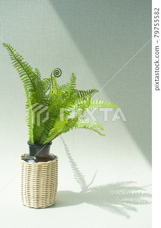A vase of ferns placed on the windowsill 79755582