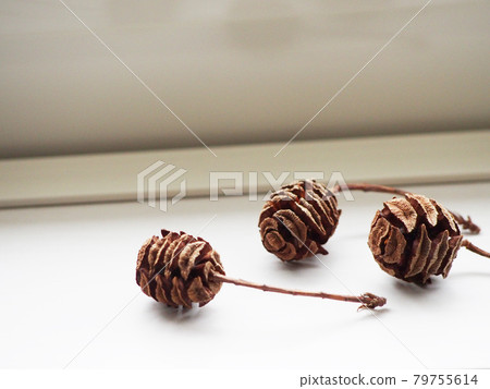 Fruit of Metasequoia Fruit of Metasequoia 79755614