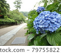 Blue hydrangea of the temple 79755822