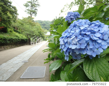 寺廟的藍色繡球花 寺廟的藍色繡球花 79755822