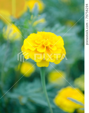 Double crested lemon yellow marigold flowers. Double crested lemon yellow marigold flowers. 79756294