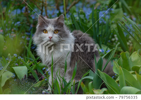 Kitten relaxing in the grass. Cat lies on a green lawn. Cat on the grass Kitten relaxing in the grass. Cat lies on a green lawn. Cat on the grass 79756335