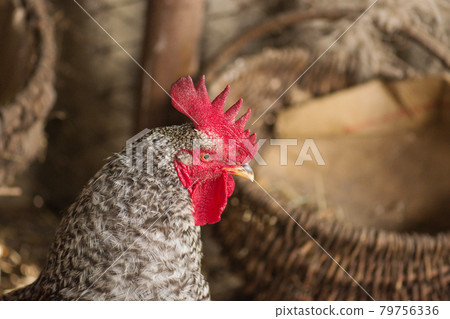 View of rooster. Rooster with red comb View of rooster. Rooster with red comb 79756336