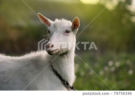 Close-up female goat. White goat in a field. Young goat outdoor on yard Close-up female goat. White goat in a field. Young goat outdoor on yard 79756346