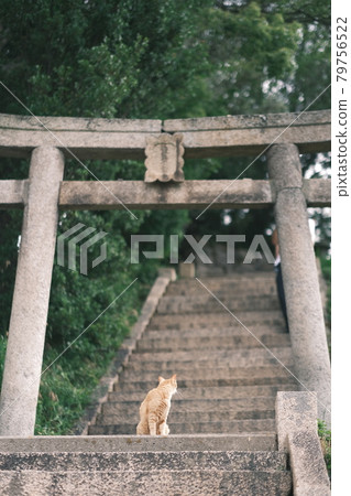 貓的日常生活 79756522