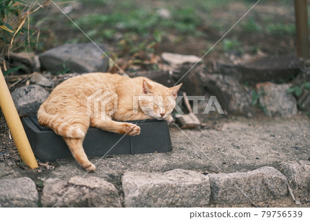 貓的日常生活 79756539