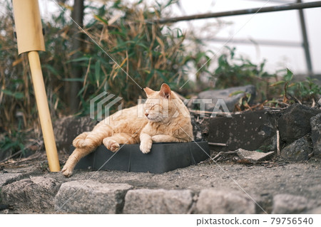 貓的日常生活 79756540