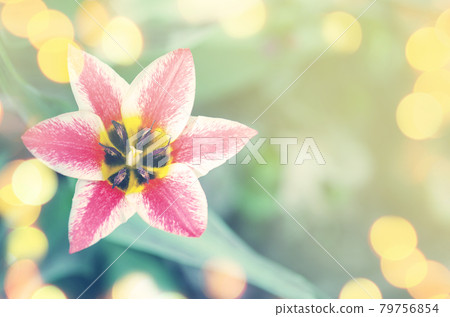 Beautiful tulip with stripe. Czaar Peter tulip Beautiful tulip with stripe. Czaar Peter tulip 79756854