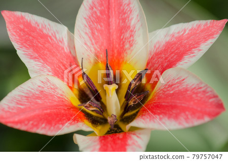 Spring garden with striped pink and white tulips 79757047