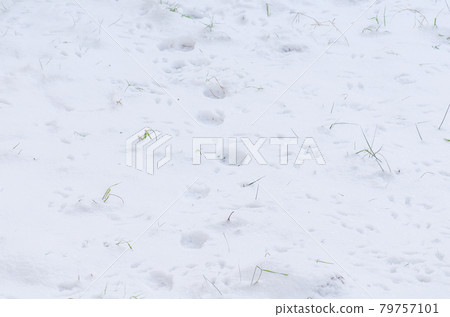 Snow texture in blue tone Snow texture in blue tone 79757101