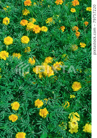 Double crested lemon yellow marigold flowers. 79757220