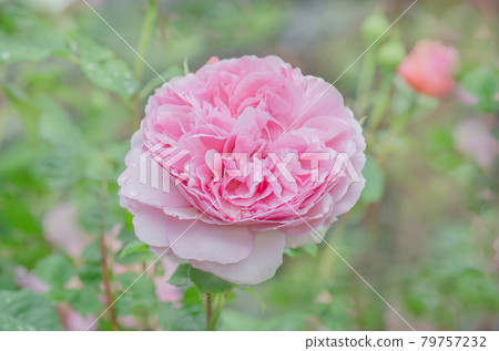 Fresh pink roses close up. Roses in the garden Fresh pink roses close up. Roses in the garden 79757232