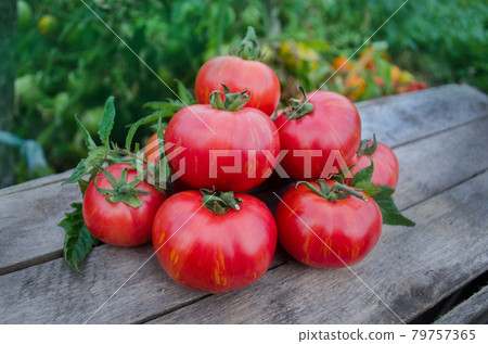 Fresh organic juicy tomatoes. Berkeley Tie Dye pink tomatoes on wooden table 79757365