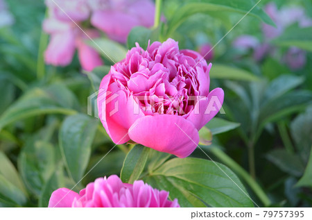Pink peonies flowers. Bunch of pink peonies. Pink blooming peony. Pink peonies flowers. Bunch of pink peonies. Pink blooming peony. 79757395