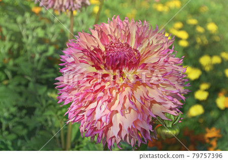Close-up of pink yellow white semi cactus dahlia 79757396