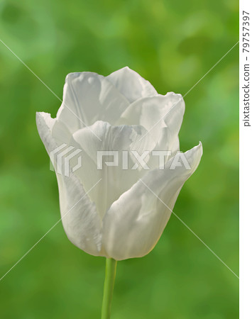 White tulip flower 79757397