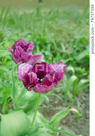 Violet purple tulip with crystalline fringed edges Violet purple tulip with crystalline fringed edges 79757398