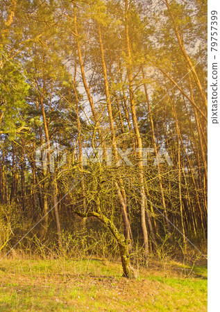 Gold autumn forest Gold autumn forest 79757399