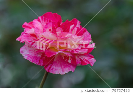 Rose Camille Pissarro Rose Camille Pissarro 79757433