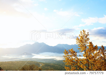 Autumn leaves in Hokkaido at dawn 79757779