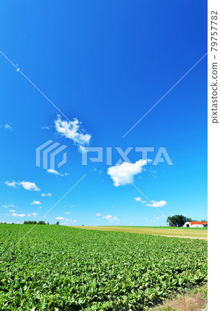 Hokkaido autumn blue sky and plateau scenery 79757782