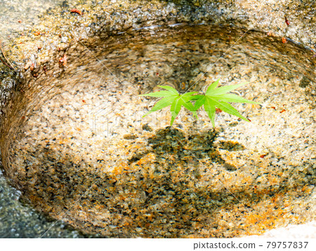 初夏園景:藍色秋葉漂浮在水中 初夏園景:藍色秋葉漂浮在水中 79757837
