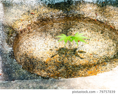 Scenery of the garden in early summer: Blue autumn leaves floating in the water Scenery of the garden in early summer: Blue autumn leaves floating in the water 79757839
