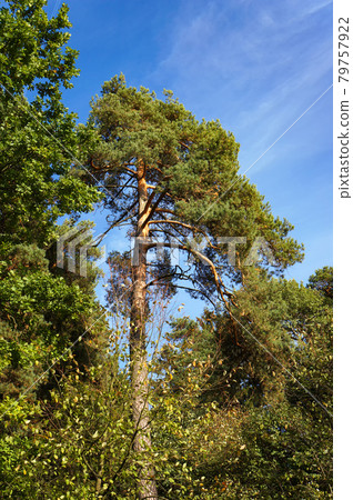 Pine tree in mixed pine and deciduous forest. 79757922