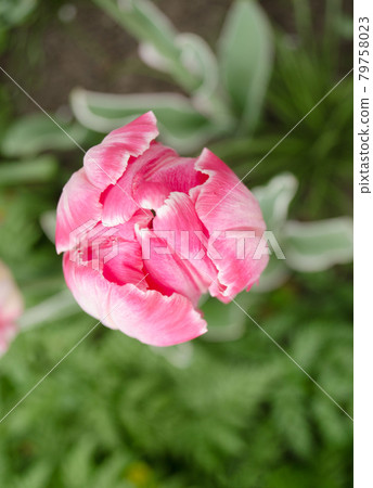 Pink parrot tulip closeup 79758023