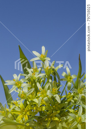 Gagea lutea flowers Gagea lutea flowers 79758025