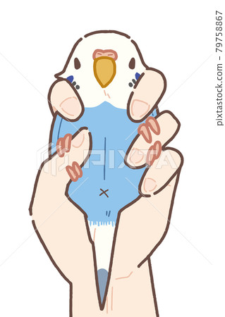 Illustration of budgerigar 2-point retention method 79758867