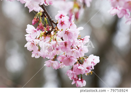 櫻花城跡公園內盛開的河津櫻 79758924