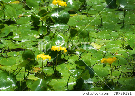 Asaza flowers blooming in the pond 79759181