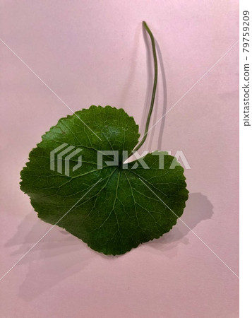 Gay rack leaves 79759209