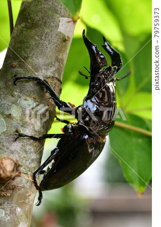 Thalandus Otoya雄鹿甲蟲 Thalandus Otoya雄鹿甲蟲 79759373