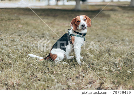 An adorable beagle puppy dog smiling to the camera on the grass in summer time 79759459