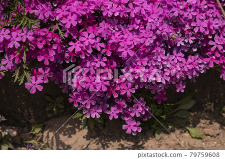 Pink dahlia 79759608