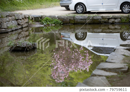 Reflection of parked cars in a pond 79759611