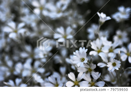 Celastum Summer Snow Grass Sakura Furusato Square 79759930