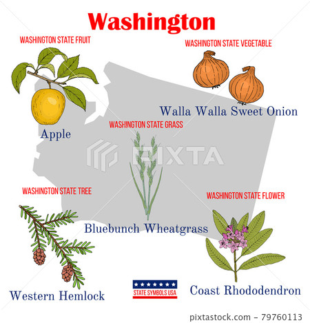 Washington. Set of USA official state symbols Washington. Set of USA official state symbols 79760113
