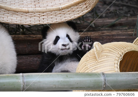 小灰熊貓嚼竹筍 79760606