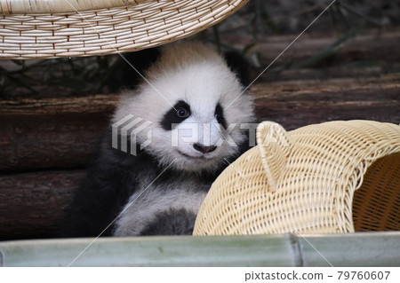 小灰熊貓嚼竹筍 79760607