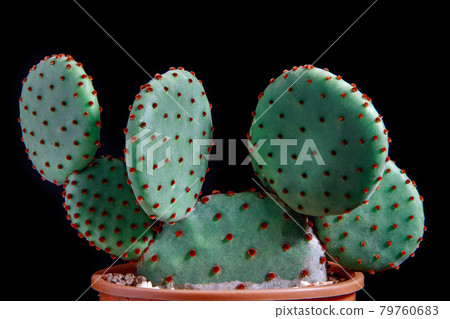 close up detial of opuntia rufida cactus in planting pot 79760683