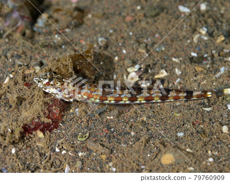 Synodus juvenile Synodus juvenile 79760909