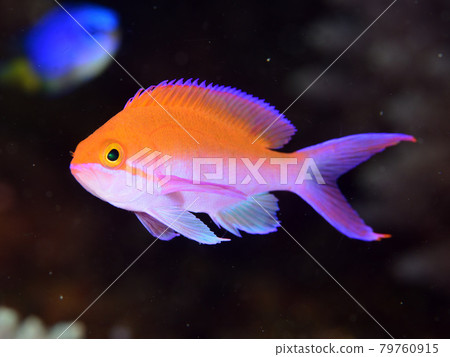 Phantomhound Phantomhound 79760915