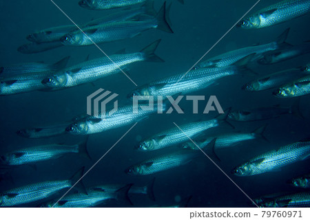 Flock of Bora 79760971
