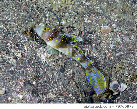 Glitter goby 79760972